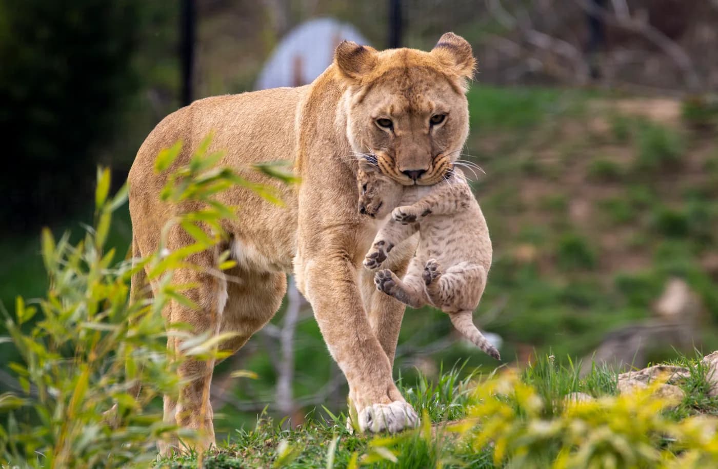 Une lionne au repos, au Parc Animalier d’Auvergne.