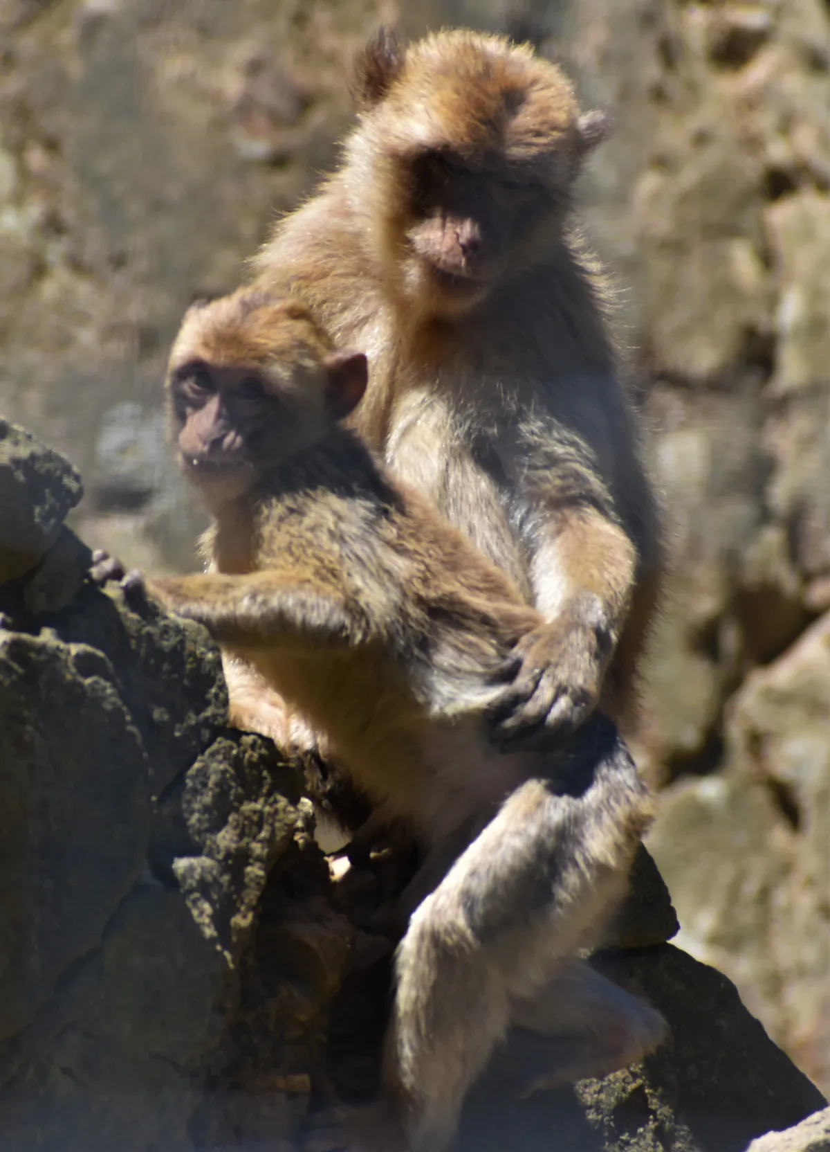 Deux magots assis côte à côte au Parc Animalier d’Auvergne.
