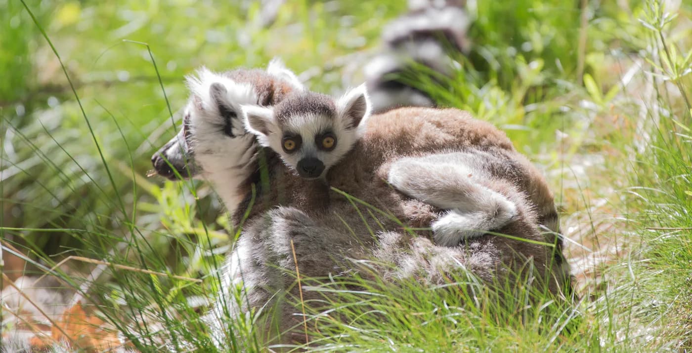 Un maki catta assis au soleil, la queue annelée déployée.