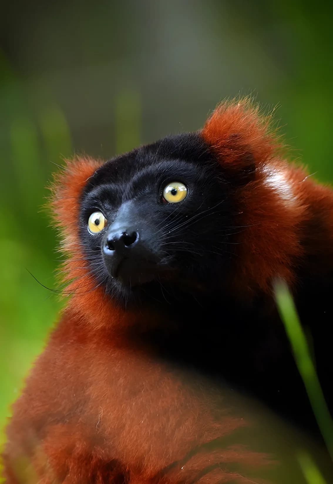 Un vari roux au pelage flamboyant, sur une branche.